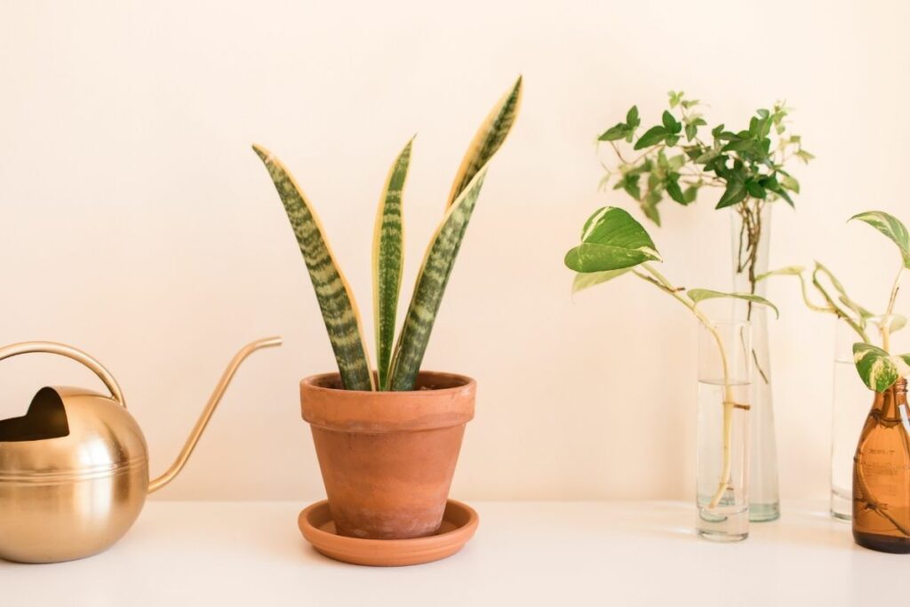 How Fast Does Snake Plant Grow?