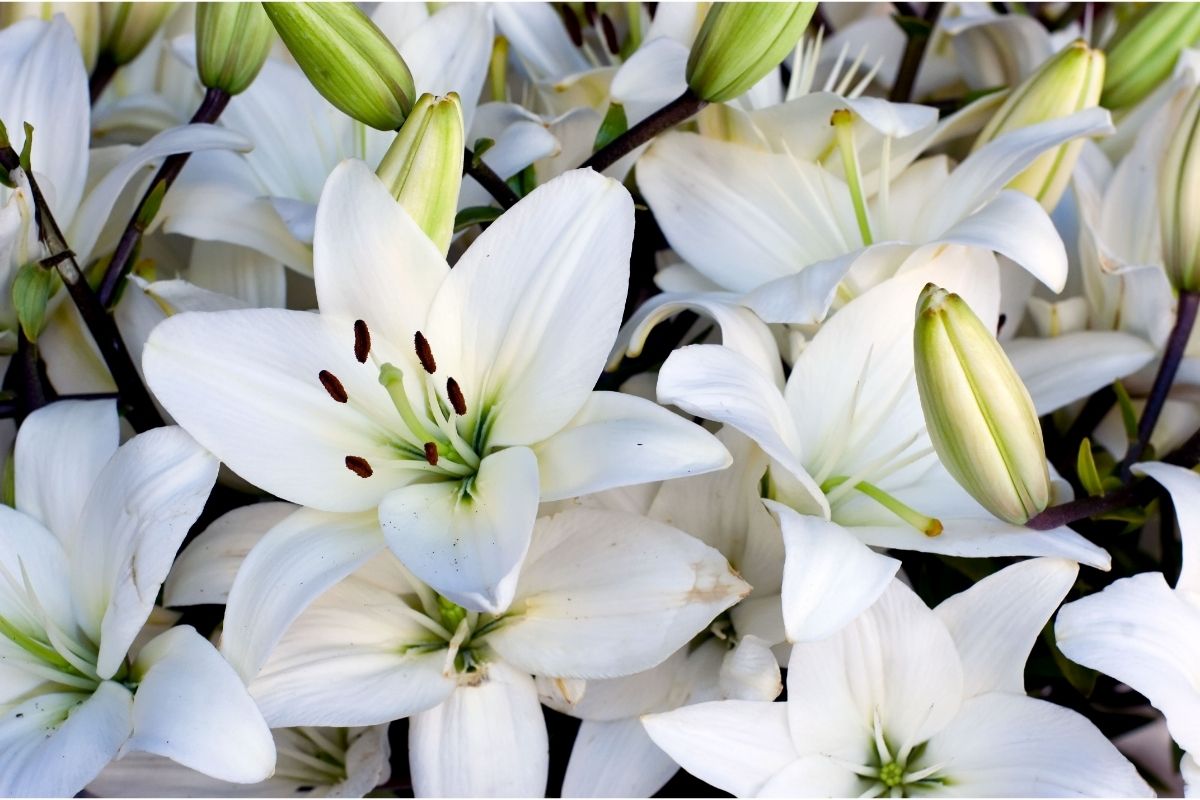 How Long Do Lilies Last