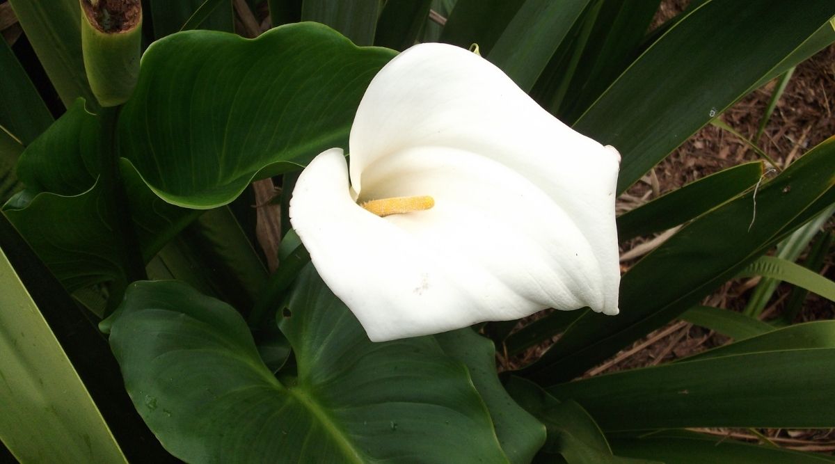 How Long Do Peace Lilies Live