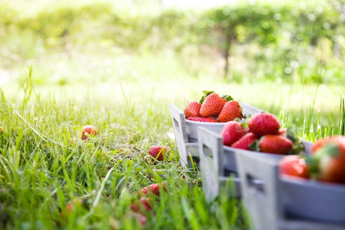 How-Long-Do-Strawberries-Take-To-Grow