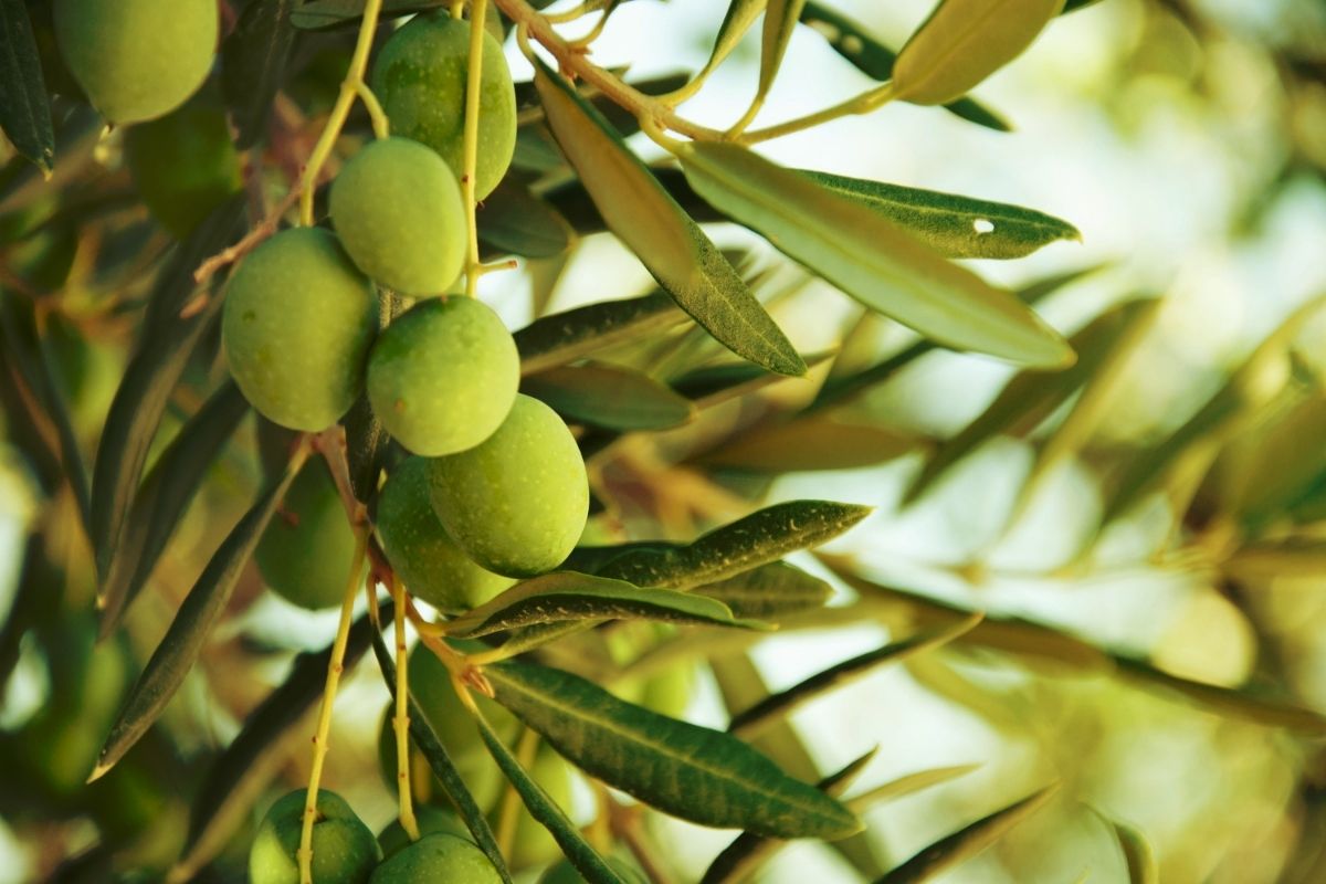 How Long Does An Olive Tree Live