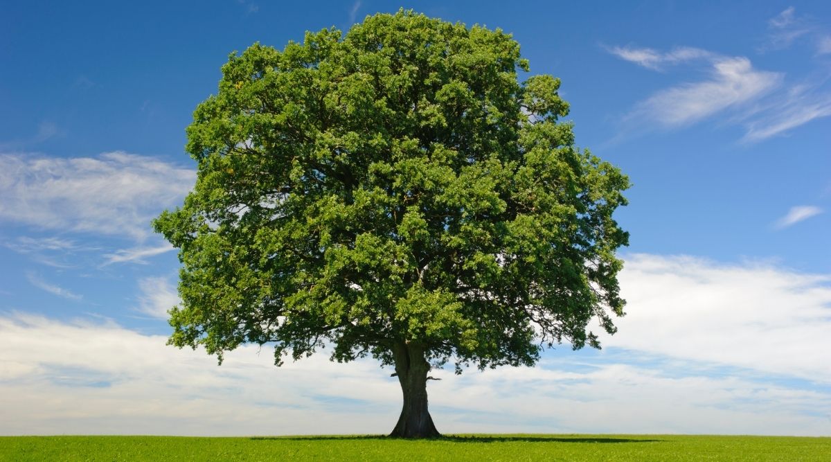 How Long Does It Take An Oak Tree To Grow