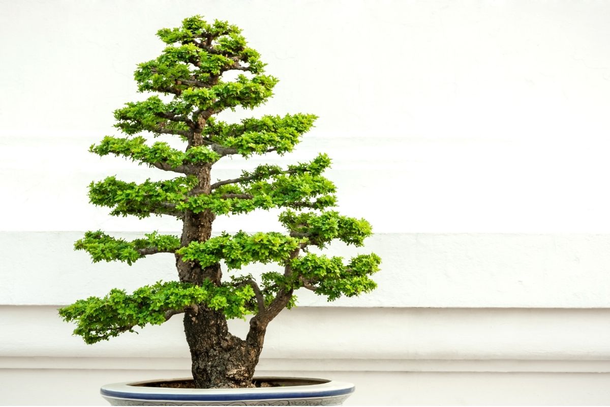 How-Much-Do-Bonsai-Trees-Cost