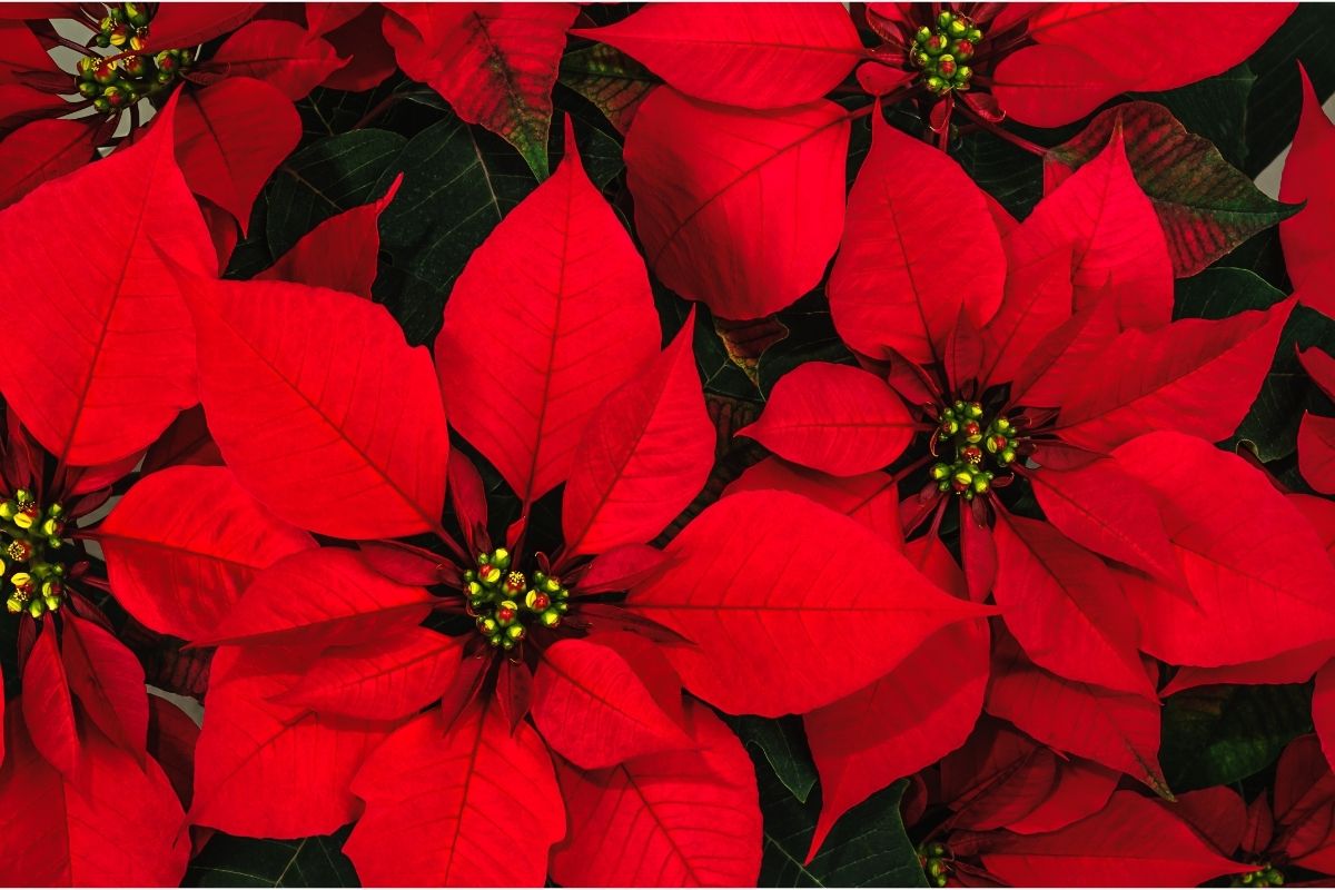 How-Much-Water-Does-A-Poinsettia-Need