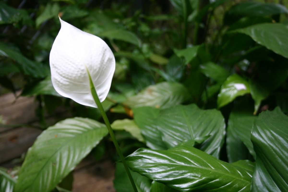 How-Often-Do-You-Water-A-Peace-Lily