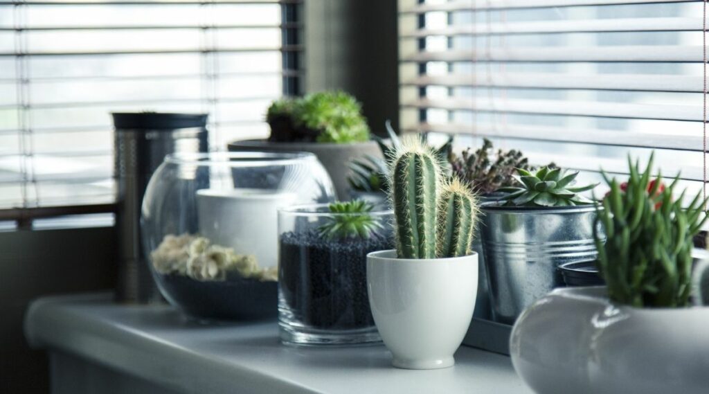 How To Ensure Your Cactus Has A Long Life