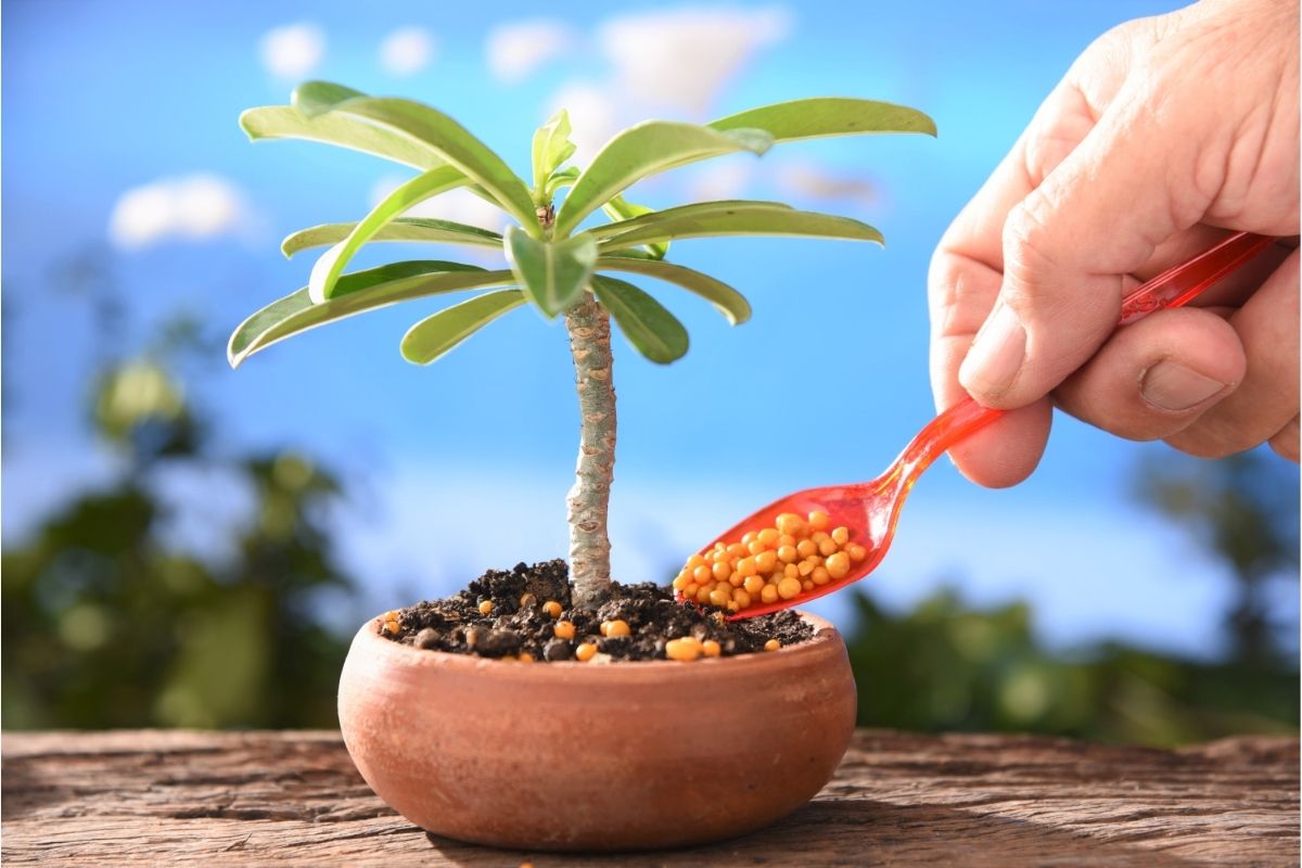 Is Fertilizer Good For Houseplants