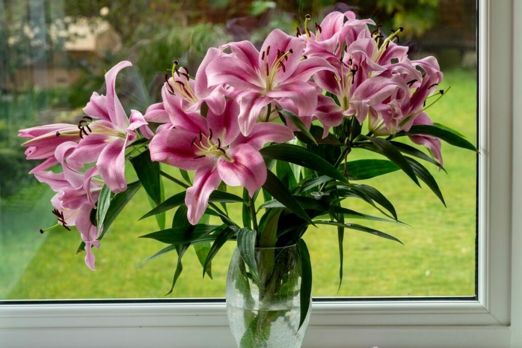 Lilies In A Vase