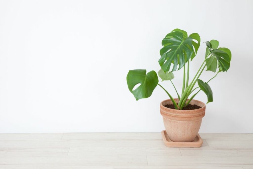 No New Leaves Growing On Monstera Plant