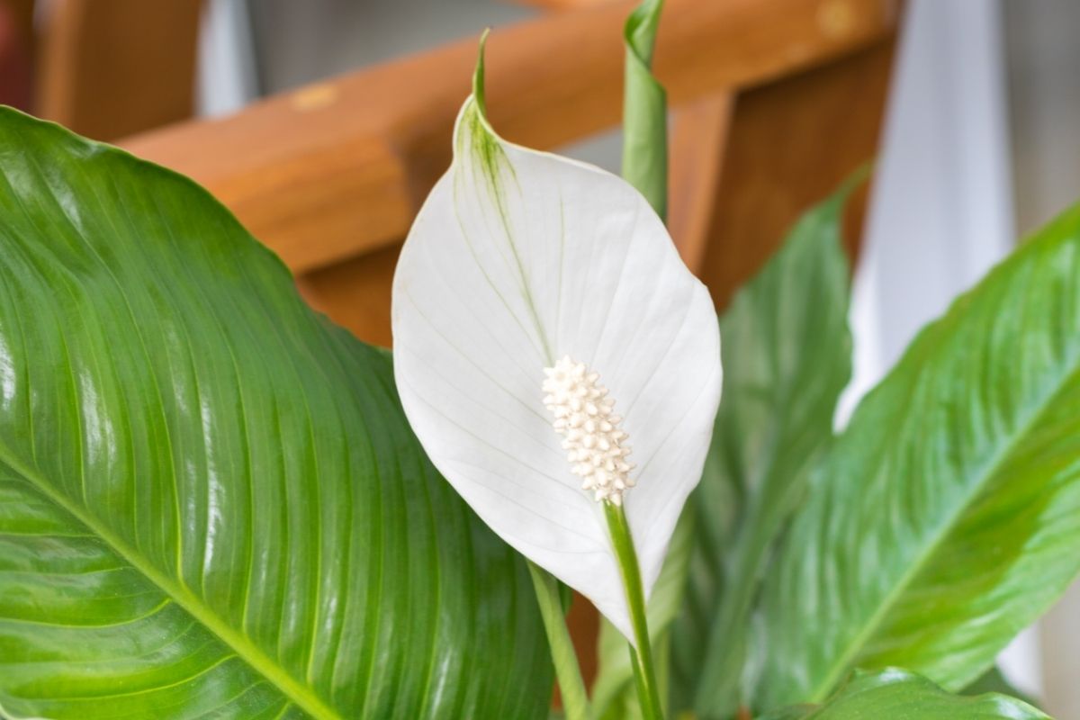 how-often-do-you-water-a-peace-lily-botanic-box