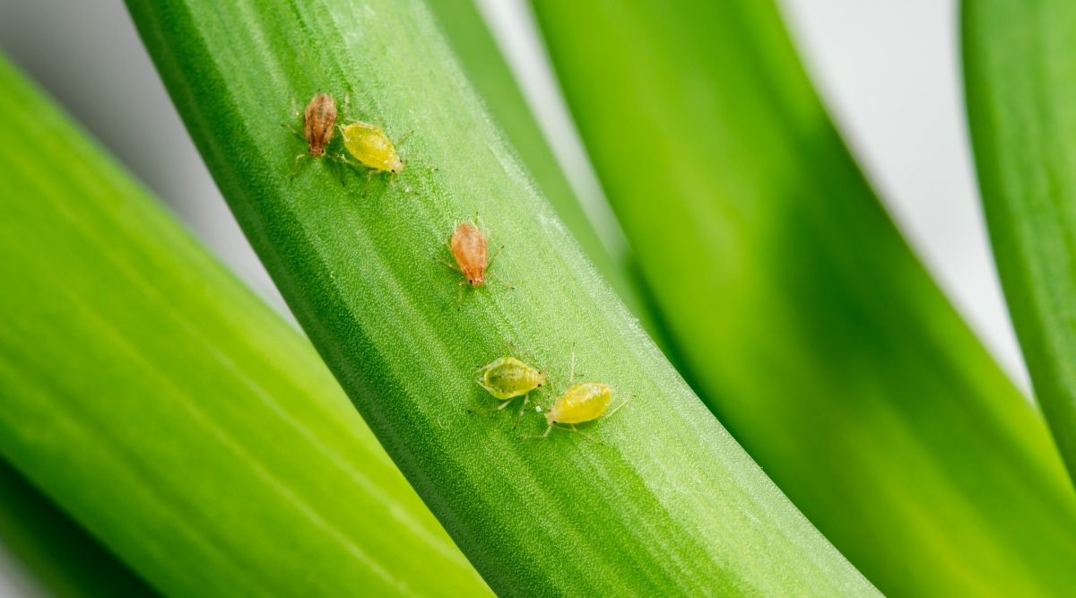 Are Aphids Harmful To Humans? - Botanic Box