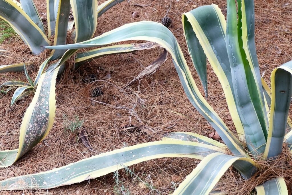 Underwatered Snake Plants