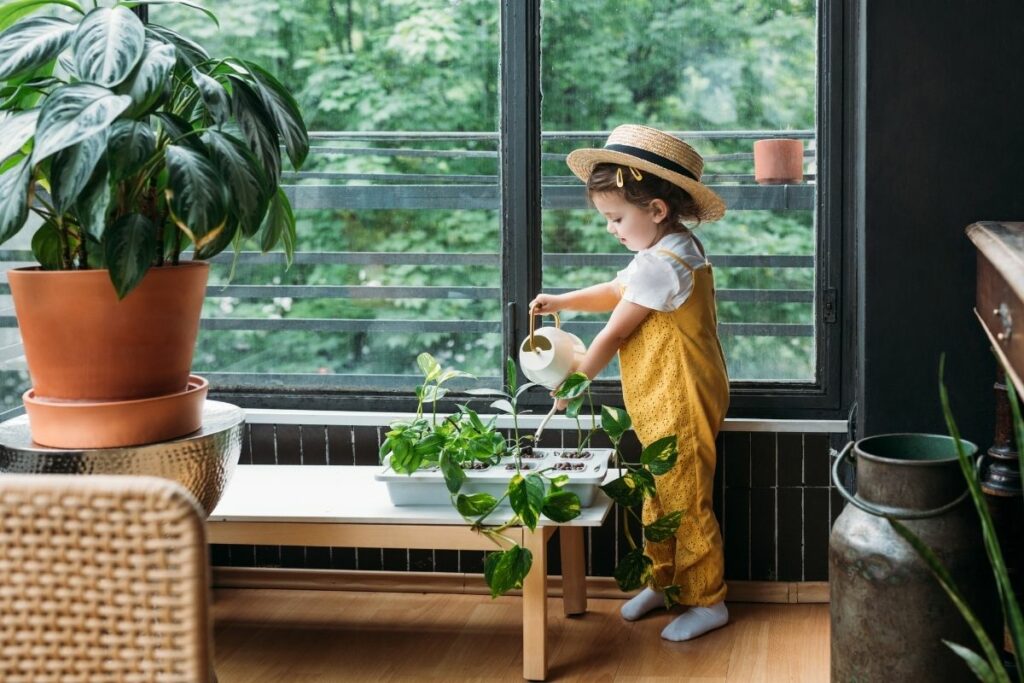 What Do Indoor Plants Need To Grow?