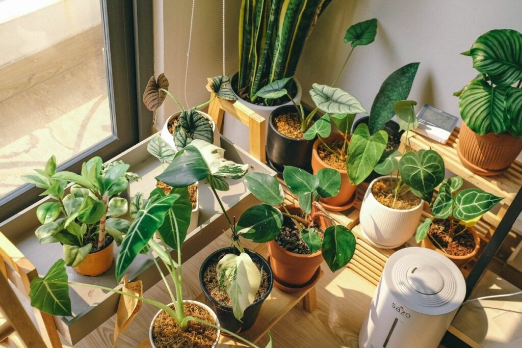 What Do Indoor Plants Need To Grow?