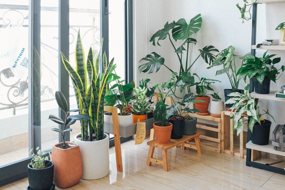 What-Do-Indoor-Plants-Need-to-Live-1