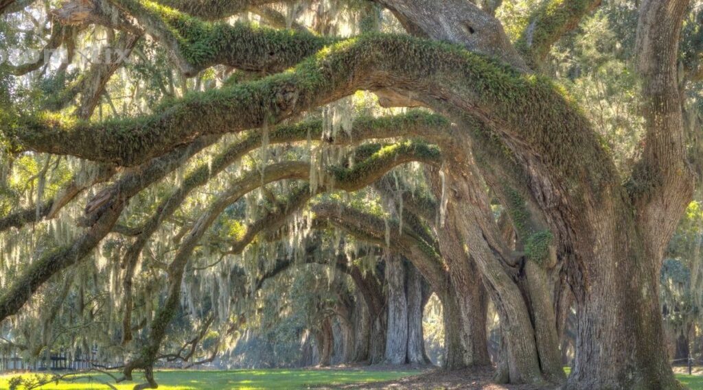 What Is The Lifespan Of An Oak Tree