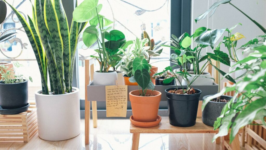 Indoor Plant Guides Things Every Indoor Plant Parent Should Know