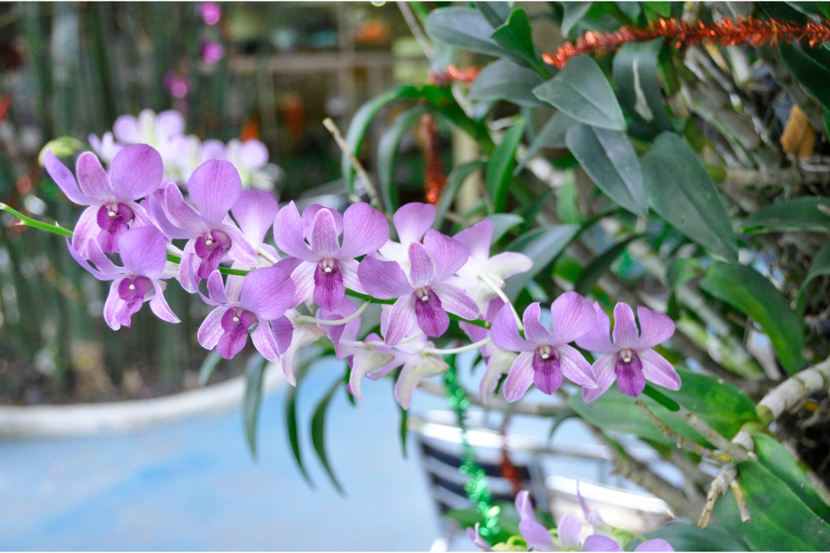 How Do You Keep Your Orchid Blooming?