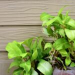 How Often To Water Pothos