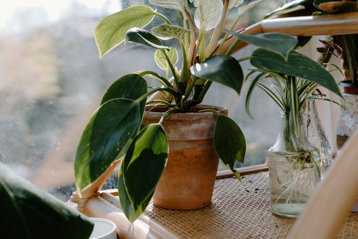 How To Propagate A Philodendron Plant In Water?