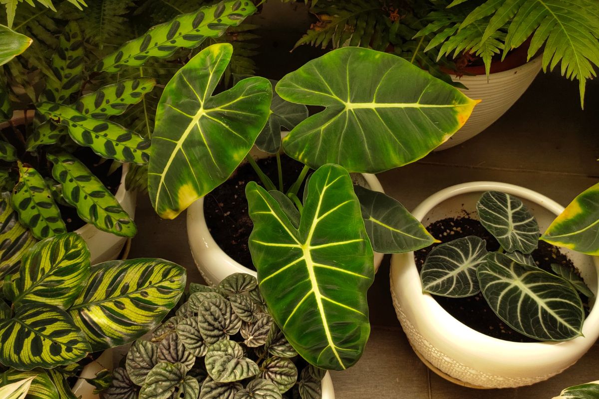 How To Propagate Philodendron