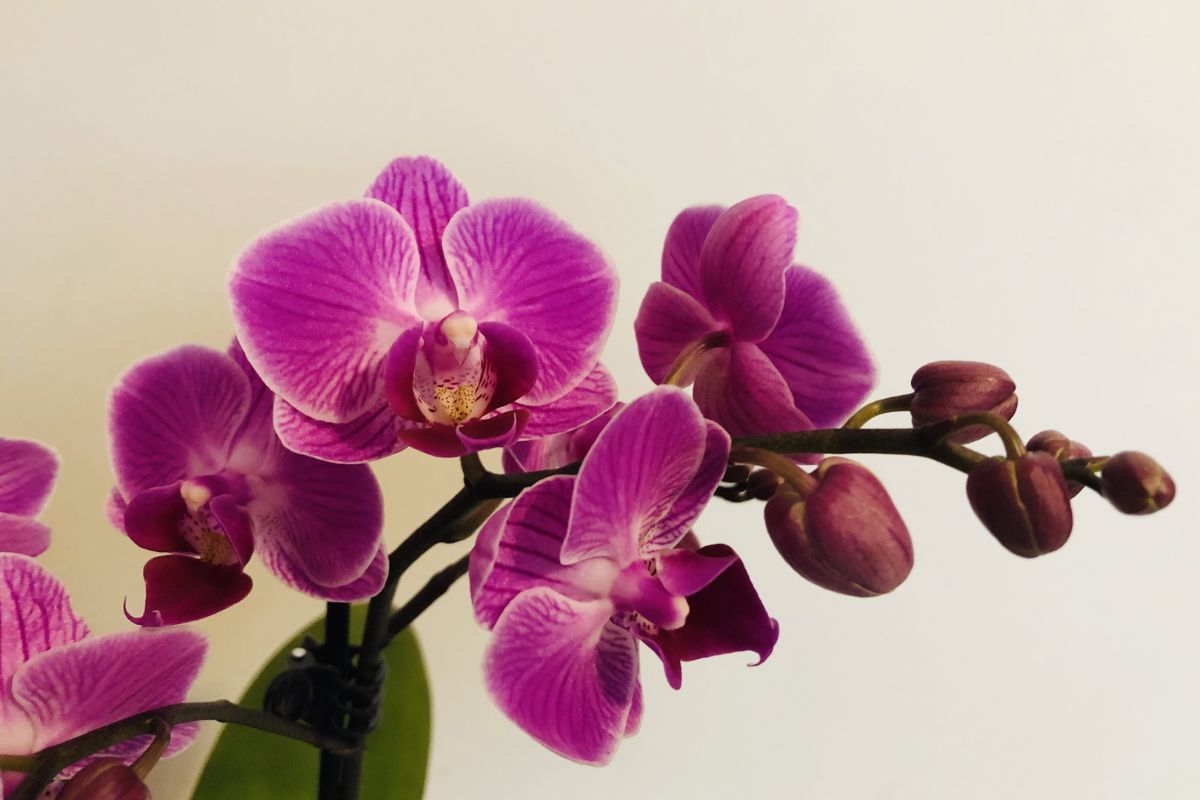 How To Revive An Orchid