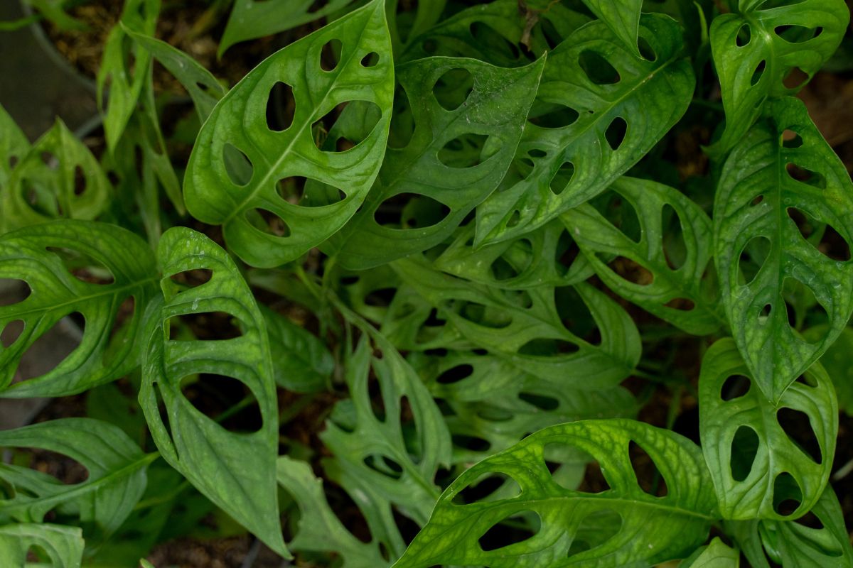 How To Propagate Swiss Cheese Plant (1)