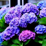 How To Water Hydrangeas?