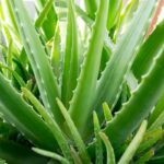 Is Aloe Vera A Cactus?