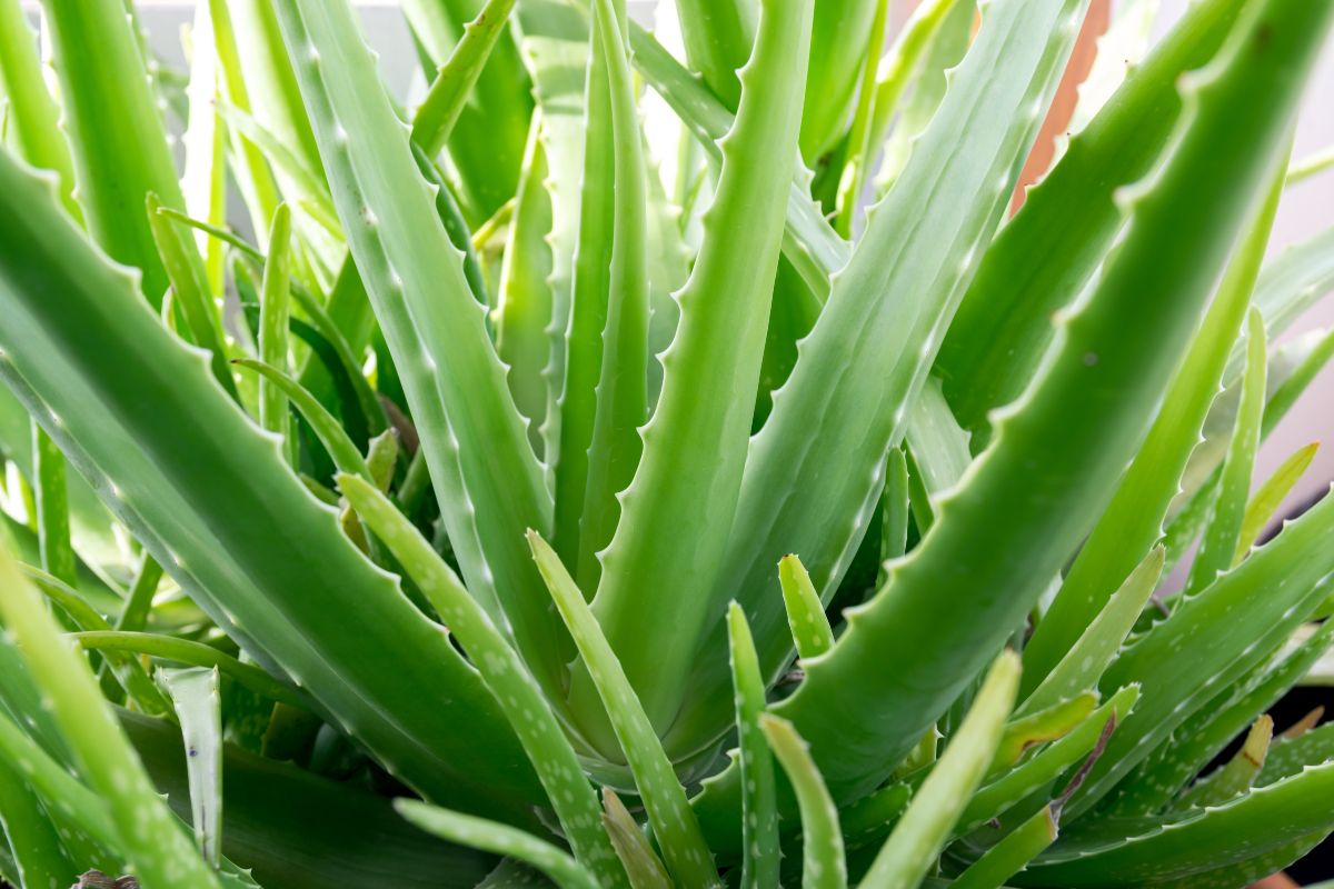 Is Aloe Vera A Cactus?