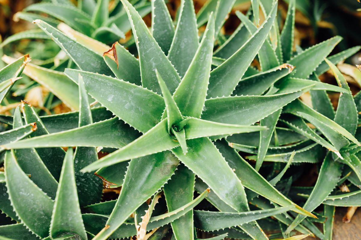 Is Aloe Vera A Cactus?