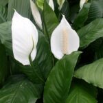 Why-Is-My-Peace-Lily-Drooping