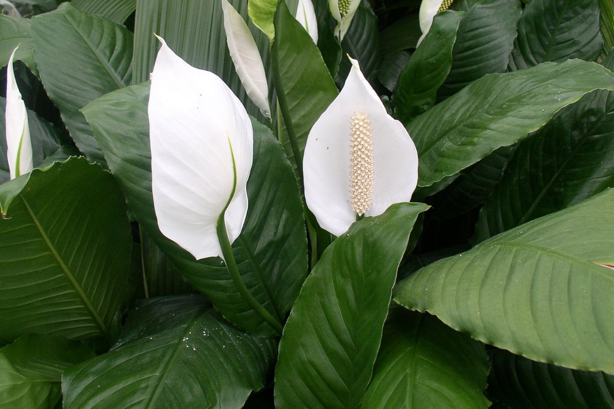 Why Is My Peace Lily Drooping?