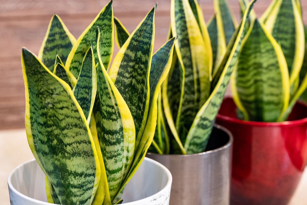 Why Is My Snake Plant Turning Yellow? (1)