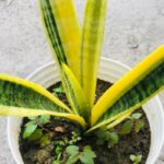 Why-Is-My-Snake-Plant-Turning-Yellow