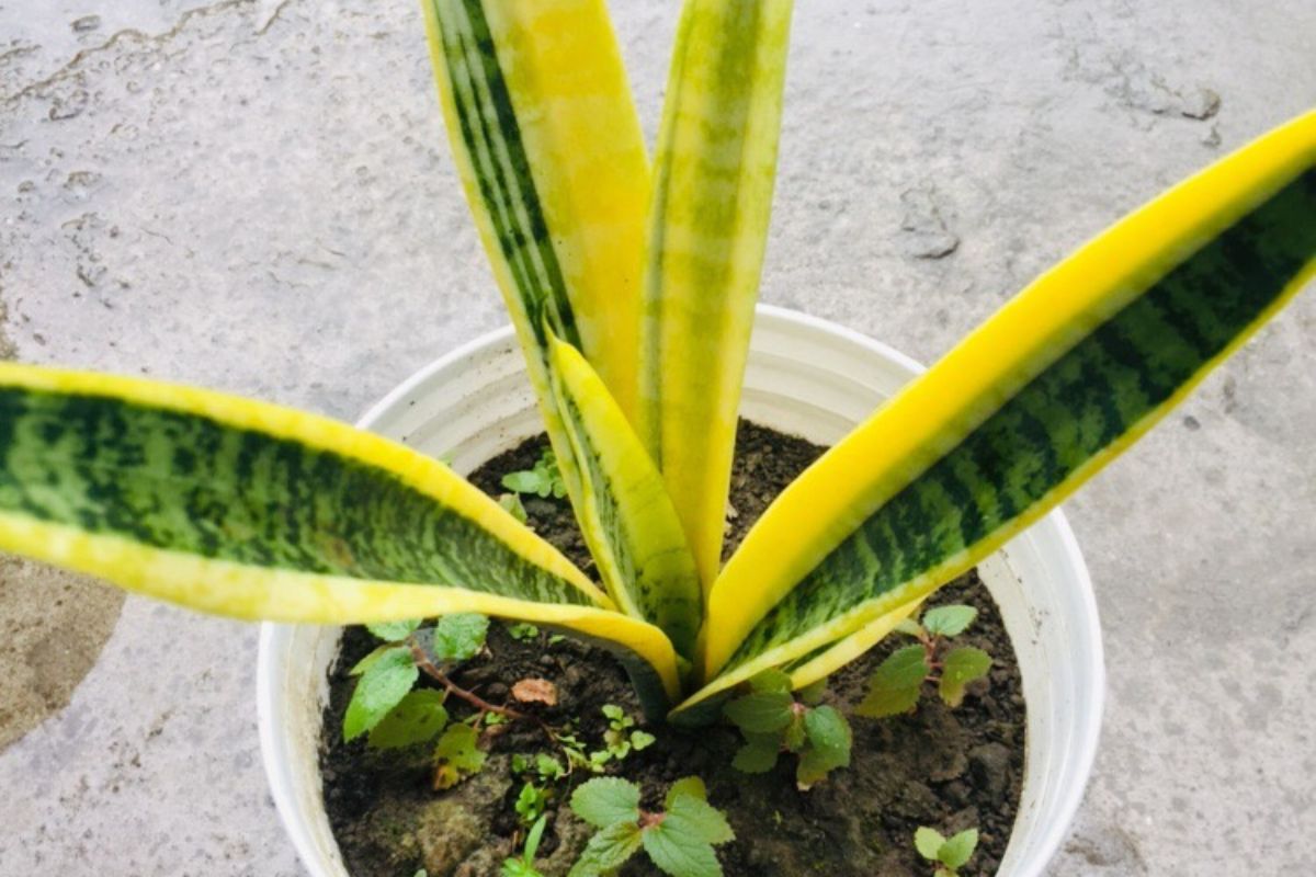 Why Is My Snake Plant Turning Yellow?