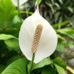 How To Propagate A Peace Lily