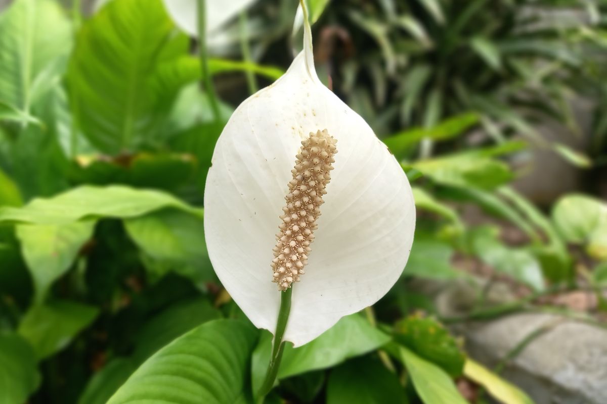 How To Propagate A Peace Lily