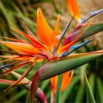 How To Propagate Bird Of Paradise