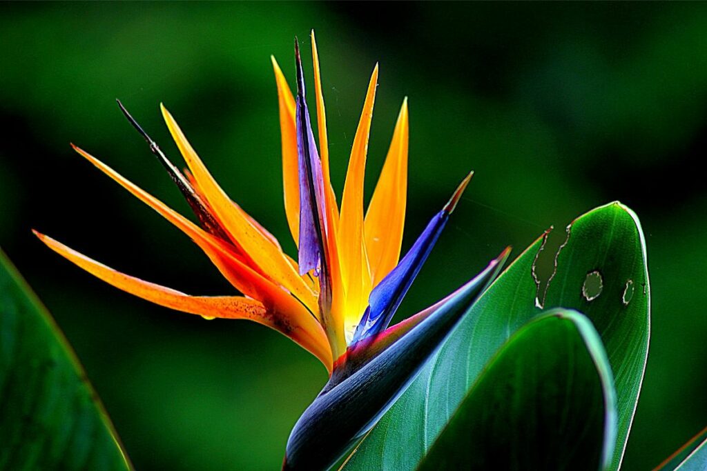 How To Propagate Bird Of Paradise - Botanic Box