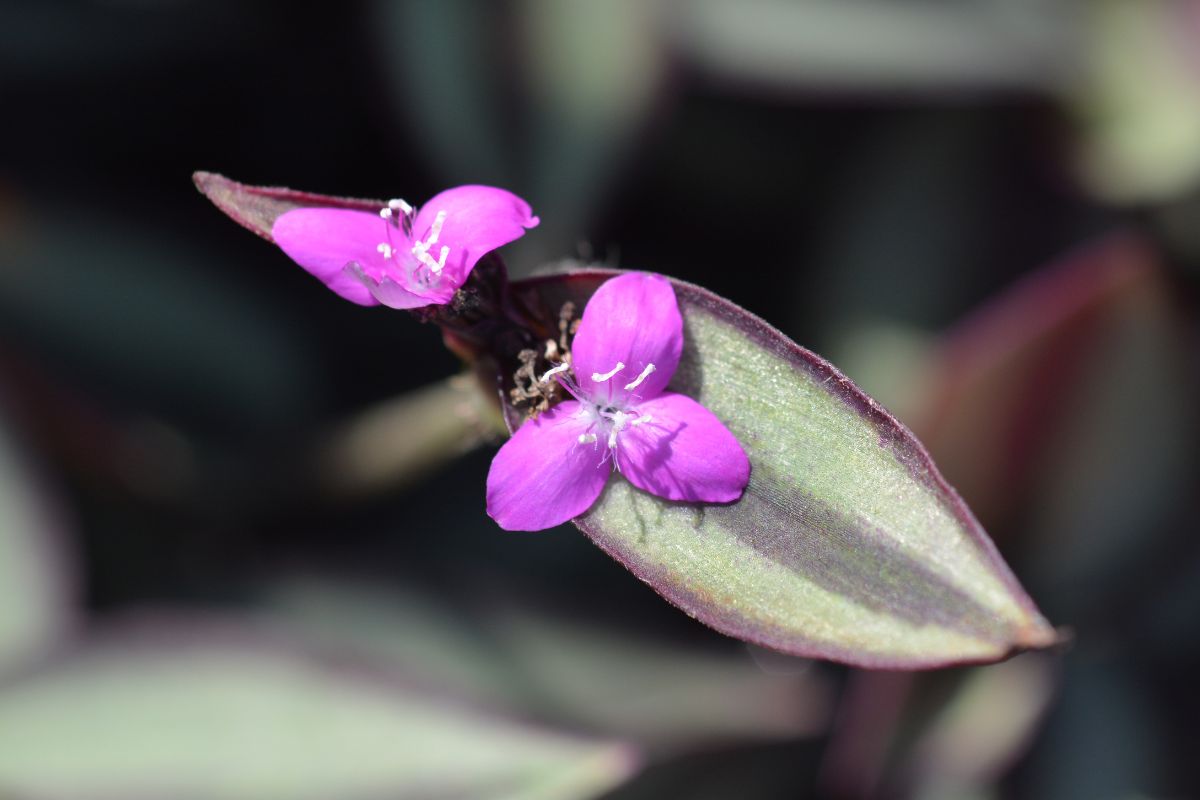 Is Wandering Jew Toxic To Cats