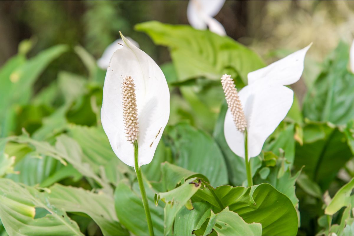 Propagating A Peace Lily From Seed 