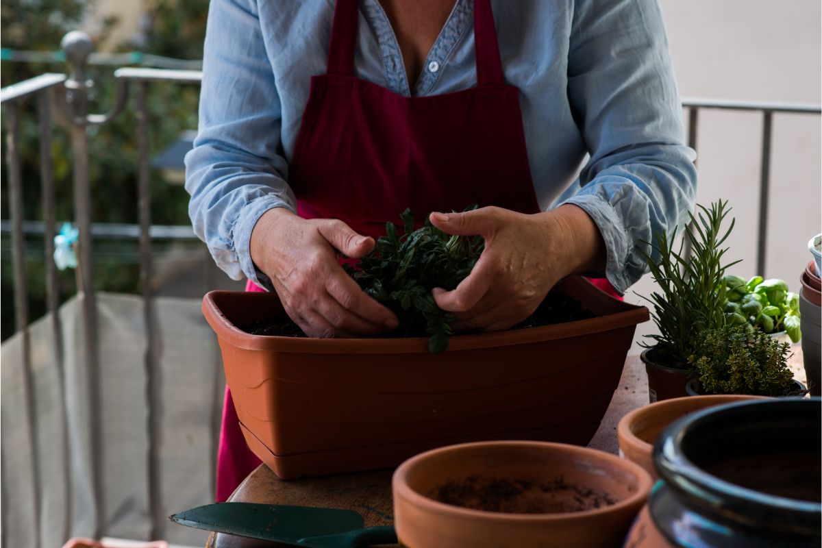 How To Fix Calcium Deficiency In Plants - Botanic Box