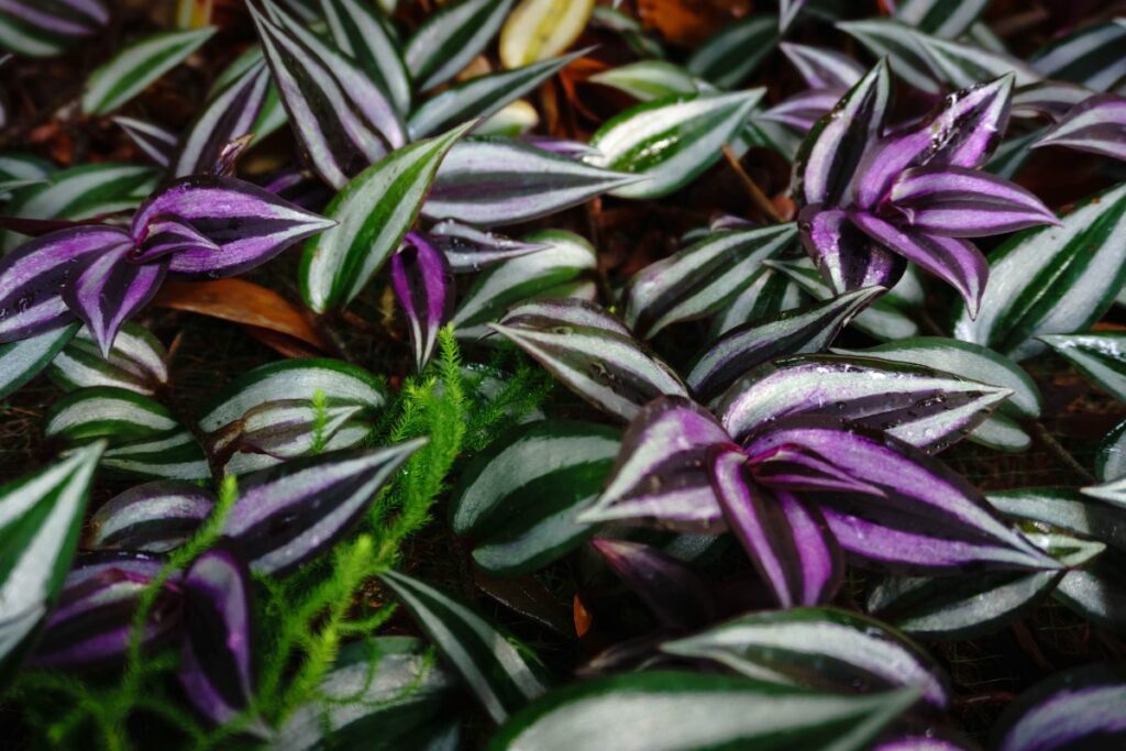 Is Wandering Jew Toxic To Cats? - Botanic Box