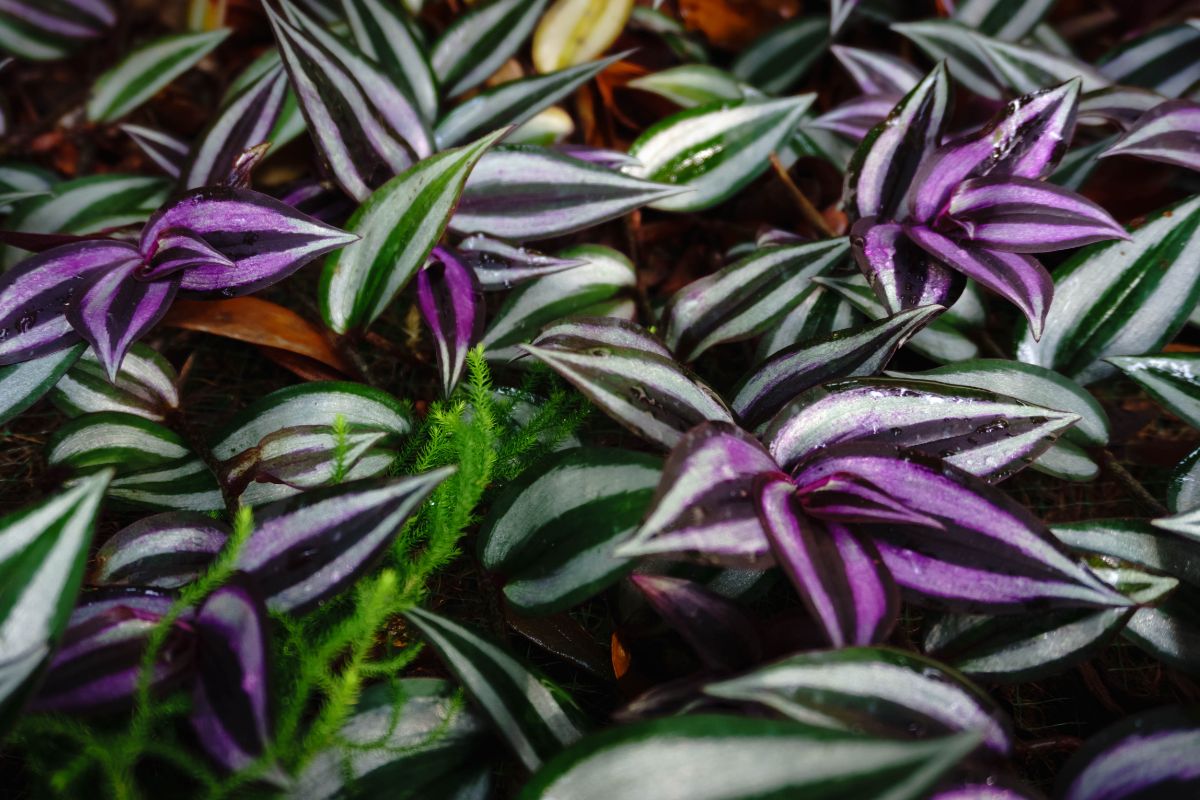 Why Are Wandering Jews Toxic