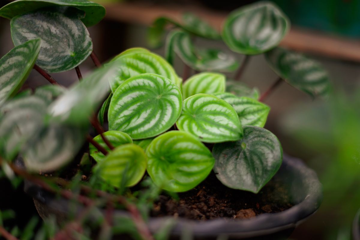 Baby Rubber (Peperomia obtusifolia)