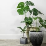 Best Plant For Basement