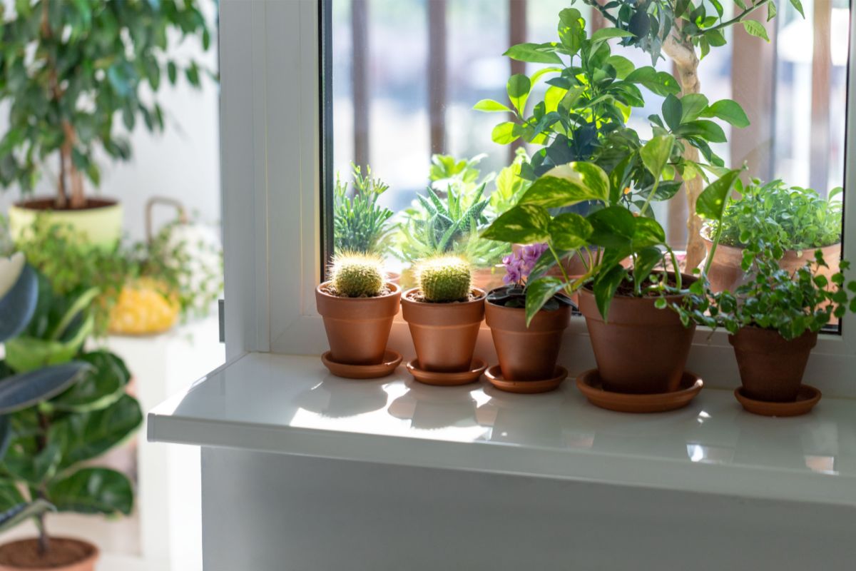 Best Plant For East Facing Window