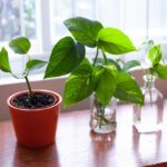 Best Plants For South Facing Window