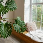 Best Plants For West Facing Window